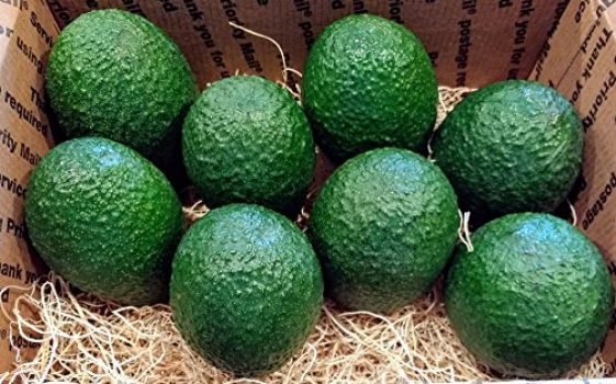 8 Pack Fresh California Hass Avocados (8 Pack)