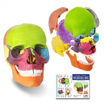 2022 Newest 15 Parts Palm-Sized Anatomy Exploded Skull Model,Detachable Mini Human Color Medical Skull Model Dental ClinicTeaching Equipment,Medical Teaching Learning