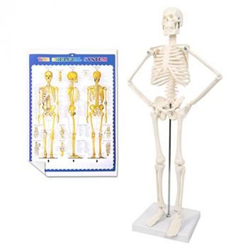 2022 Newest Design Full Body Human Skeleton Model,Scientific Anatomy Human Body Model,17.7“ High with Movable Arms and Legs Bones Structures,Whole Spine and Ribs of The Skeleton Model are Integrated