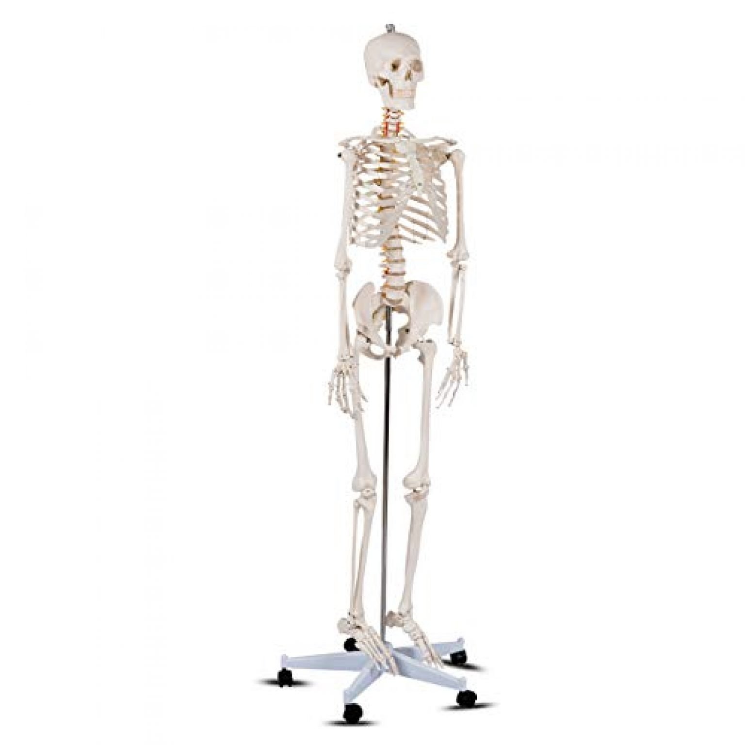 10 Best Anatomical Skeleton Model — Great Answer