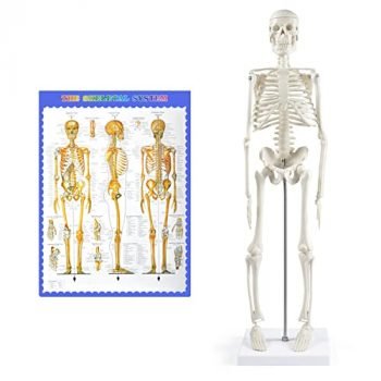 Human Skeleton Model for Anatomy,17”Mini Human Skeleton Model with Movable Arms and Legs,Scientific Model for Study Basic Details of Human Skeletal System…