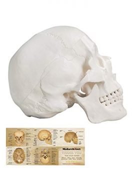 Human Skull Model, Life Size 3-Part Anatomical Model with Removable Skull Cap and Articulated Mandible for Medical Student Human Anatomy Study Course