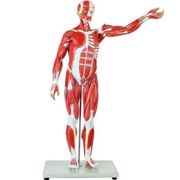 Axis Scientific Human Muscle and Organ Model, 27-Part Half Life-Size Muscular Figure With Removable Organs and Muscle Anatomy, Includes Detailed Full Color Product Manual