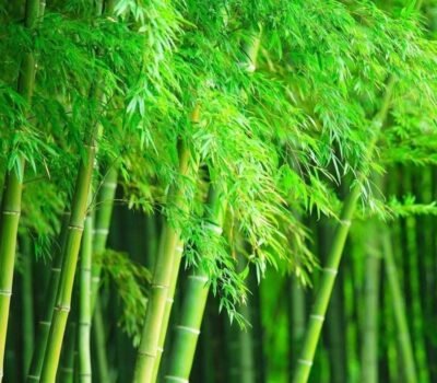 Giant Bamboo Seeds for Planting 500+ Seeds Exotic and Fast Growing Giant Bamboo, Privacy Screen