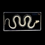 10 Best Science Classroom Specimens