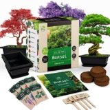 10 Best Live Bonsai Trees